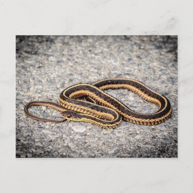 Eastern Ribbon Snake (Garter Snake) Postkarte (Vorderseite)