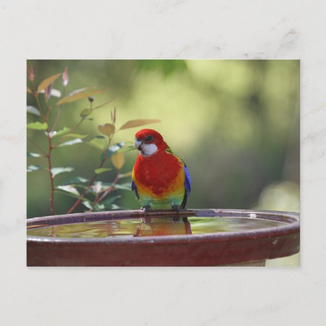 Eastern Rosella Australisch Postkarte (Vorderseite)