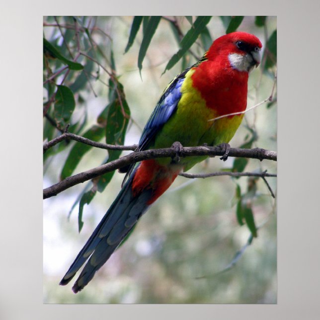 Eastern Rosella Poster (Vorne)