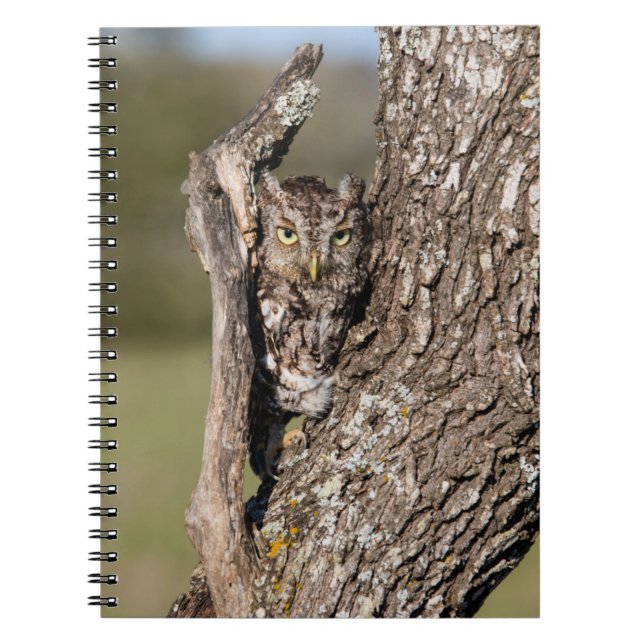 Eastern Screech Owl Notizblock (Vorderseite)