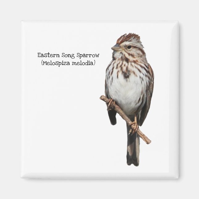Eastern Song Sparrow Magnet (Vorne)
