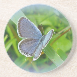 Eastern Tails Blue Butterfly Untersetzer