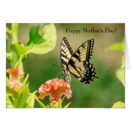 Eastern Tiger Frack Butterfly