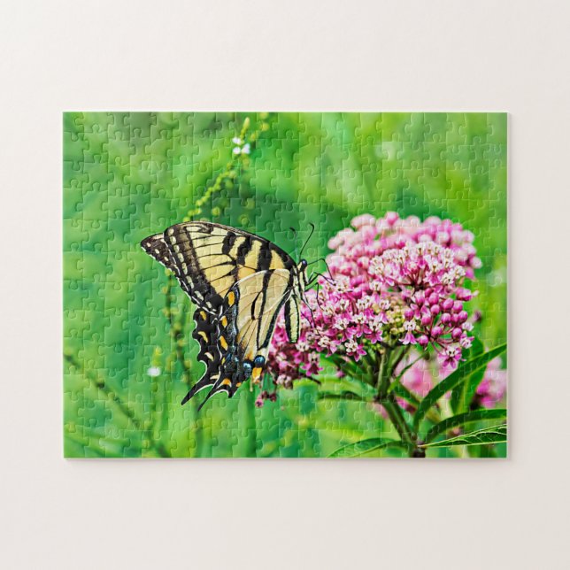 Eastern Tiger Frack Butterfly (Horizontal)