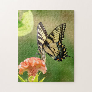 Eastern Tiger Frack Butterfly