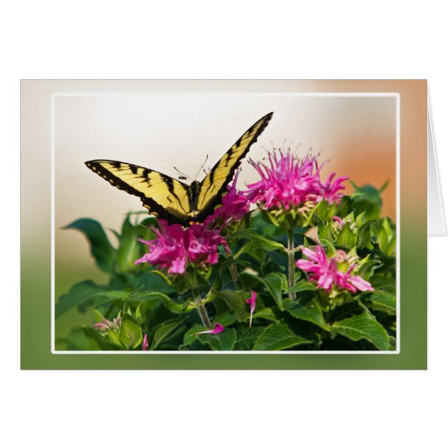 Eastern Tiger Frack Butterfly (Vorderseite (Horizontal))