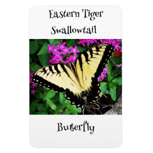 Eastern Tiger Frack Butterfly #1 Magnet