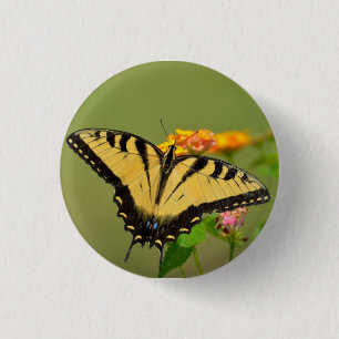 Eastern Tiger Frack Butterfly Button