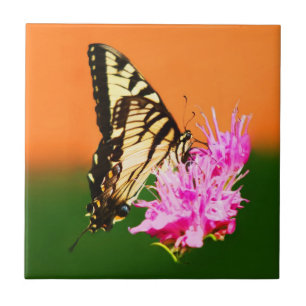 Eastern Tiger Frack Butterfly Fliese