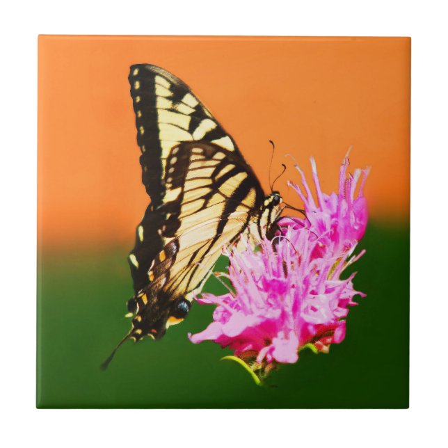 Eastern Tiger Frack Butterfly Fliese (Vorderseite)