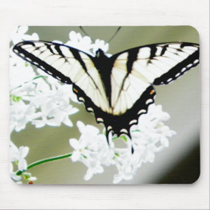Eastern Tiger Frack Butterfly Foto Mousepad