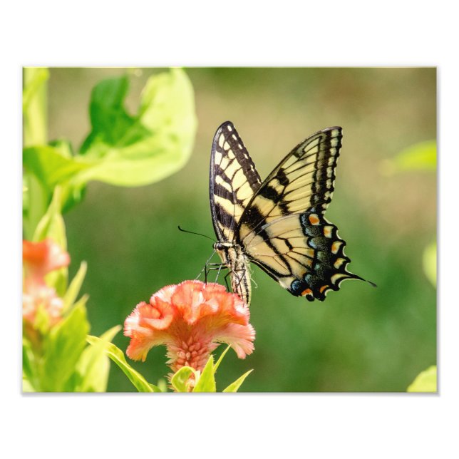Eastern Tiger Frack Butterfly Fotodruck (Vorne)
