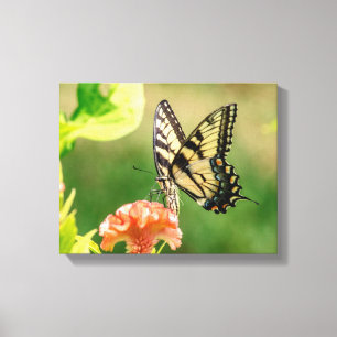 Eastern Tiger Frack Butterfly Leinwanddruck