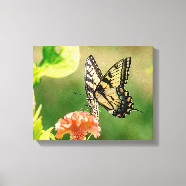 Eastern Tiger Frack Butterfly Leinwanddruck (Vorderseite)