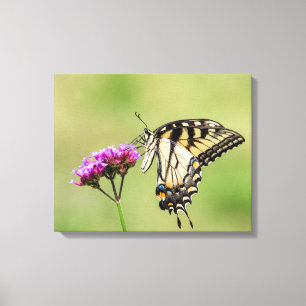 Eastern Tiger Frack Butterfly Leinwanddruck