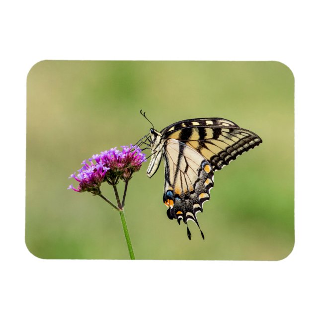 Eastern Tiger Frack Butterfly Magnet (Horizontal)