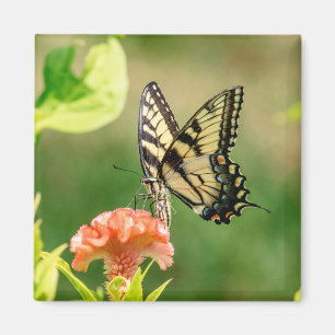 Eastern Tiger Frack Butterfly Magnet
