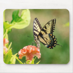 Eastern Tiger Frack Butterfly Mousepad