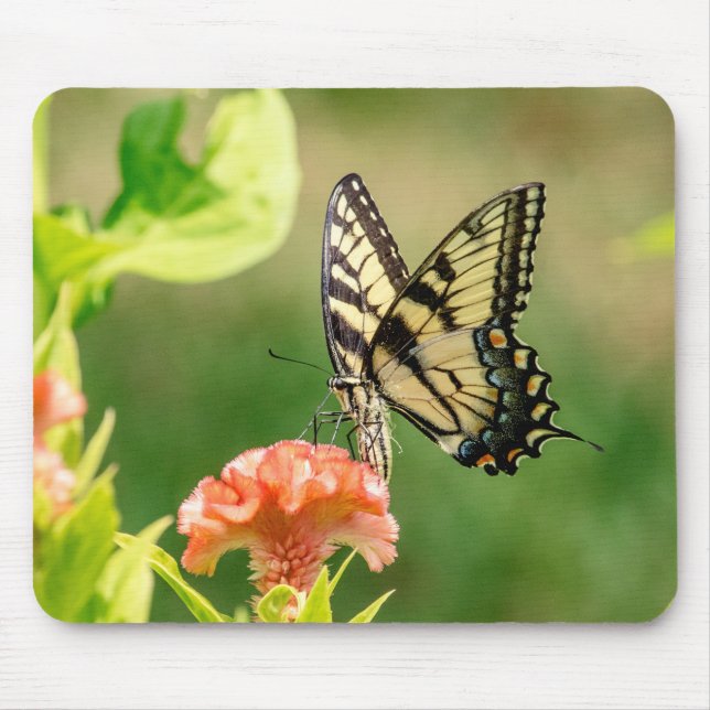Eastern Tiger Frack Butterfly Mousepad (Vorne)