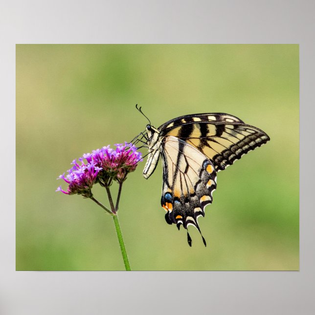 Eastern Tiger Frack Butterfly Poster (Vorne)