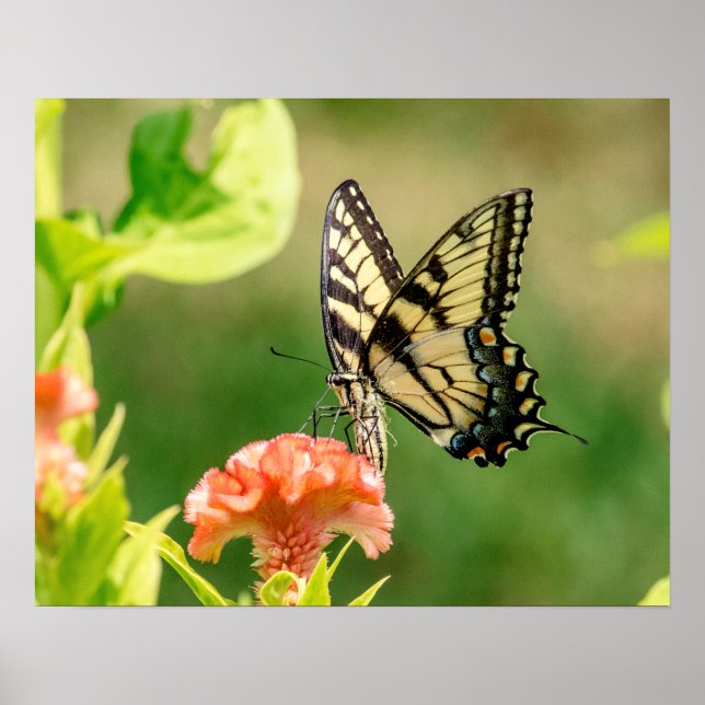 Eastern Tiger Frack Butterfly Poster (Vorne)