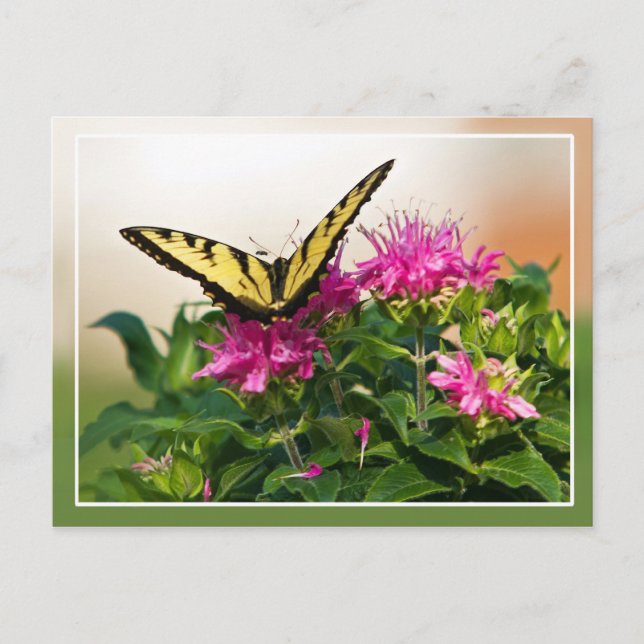 Eastern Tiger Frack Butterfly Postkarte (Vorderseite)