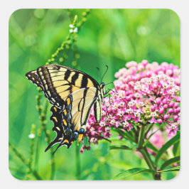 Eastern Tiger Frack Butterfly Quadratischer Aufkleber