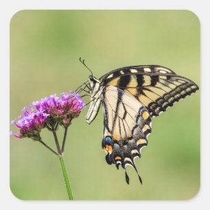 Eastern Tiger Frack Butterfly Quadratischer Aufkleber