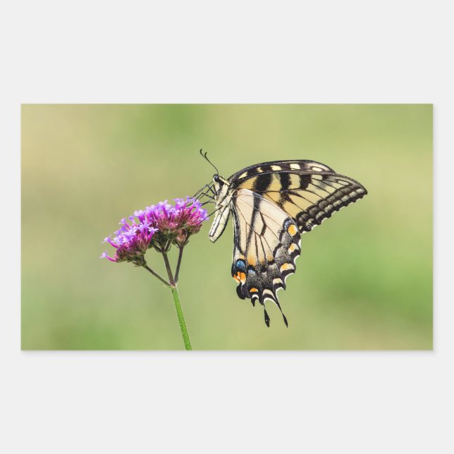 Eastern Tiger Frack Butterfly Rechteckiger Aufkleber (Vorderseite)