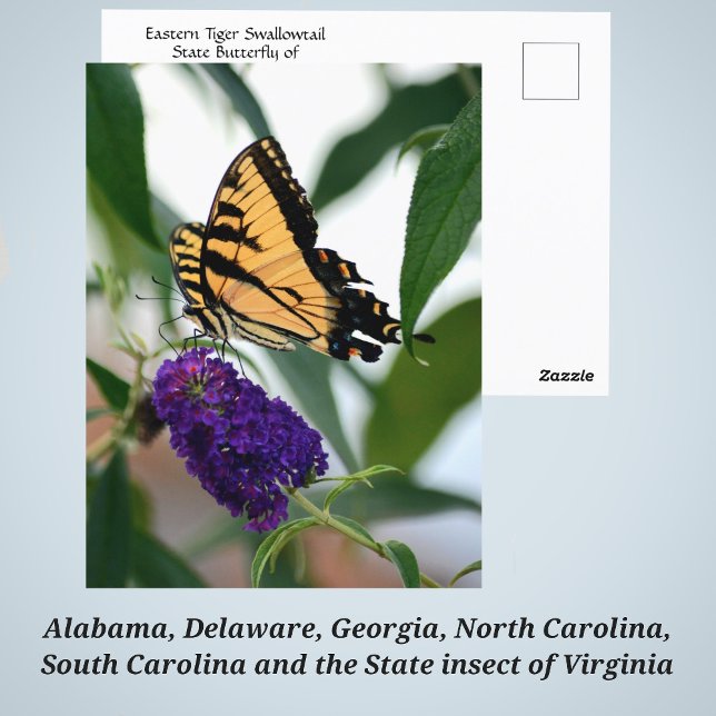 Eastern Tiger Frack Staat Butterfly Foto Postkarte (Von Creator hochgeladen)