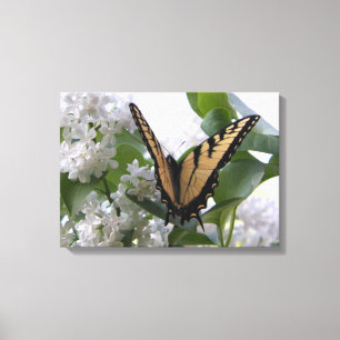 Eastern Tiger Swallow Schwanz von White Lilac Bush Leinwanddruck