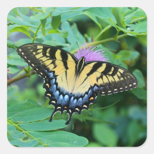 Eastern Tiger Swallowtail Butterfly Quadratischer Aufkleber (Vorderseite)