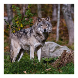 Eastern Timber Wolf Fotodruck
