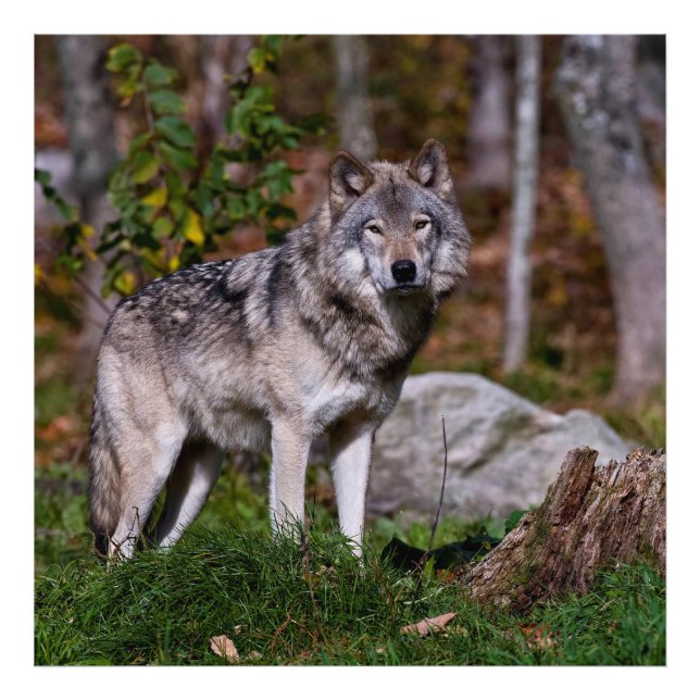 Eastern Timber Wolf Fotodruck (Vorne)