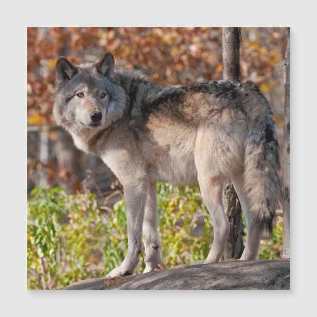 Eastern Timber Wolf Magnetkarte (Vorderseite)