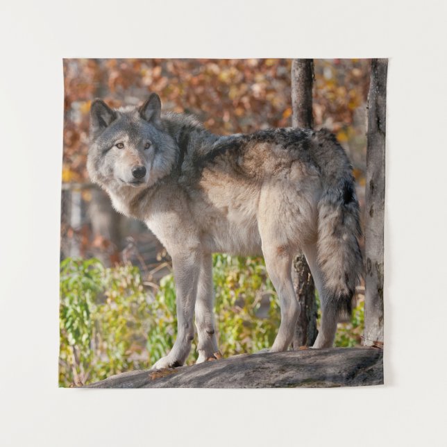 Eastern Timber Wolf  Wandteppich (Vorderseite)