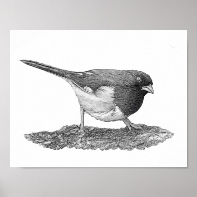 Eastern Towhee Poster (Vorne)
