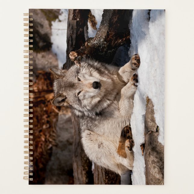 Easttern Gray Wolf (Devant)