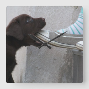 Eat My Shoe! Labrador Puppy Quadratische Wanduhr