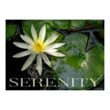 Eau Lily Serenity Inspiration Poster