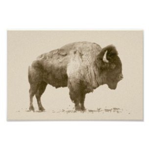 Ebenen-Bison Fotodruck