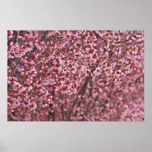 Ebenen rosa japanischer Kirschblüten Poster