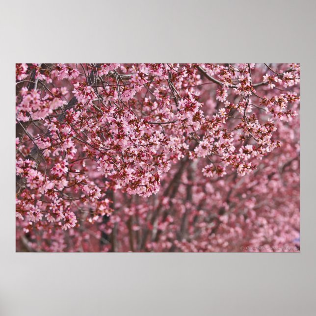 Ebenen rosa japanischer Kirschblüten Poster (Vorne)
