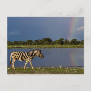 Ebenen Zebra Wandern vor einem Regenbogen Postkarte