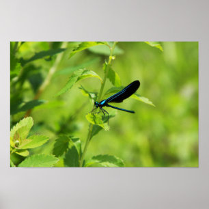 Ebony Jewelwing Poster