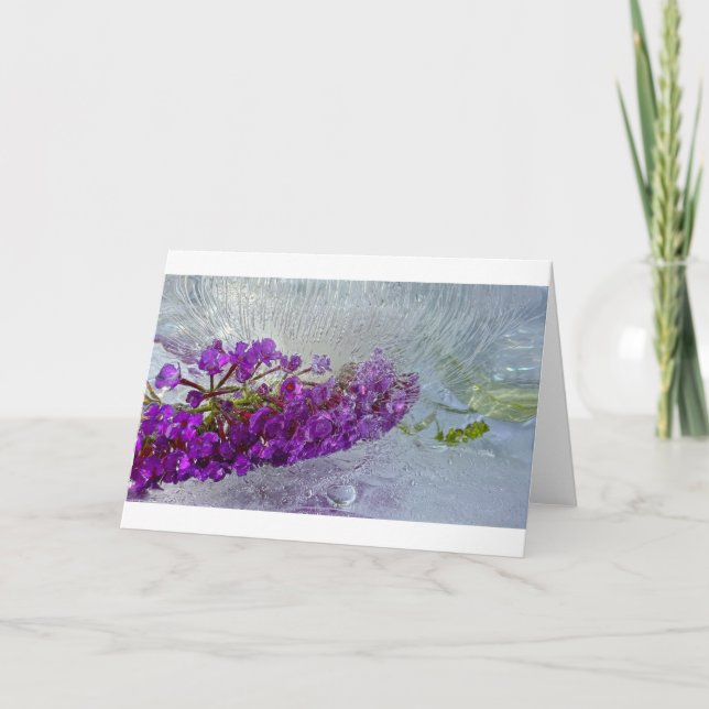 Eced Black Knight Butterfly Bush, Karte (Vorderseite)