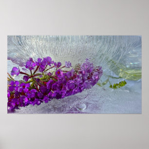 Eced Black Knight Butterfly Bush, Poster