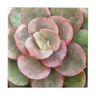 Echeveria Cactus sukkulent Acrylmalerei Fliese