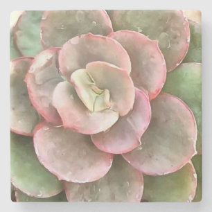 Echeveria Cactus sukkulent Acrylmalerei Steinuntersetzer