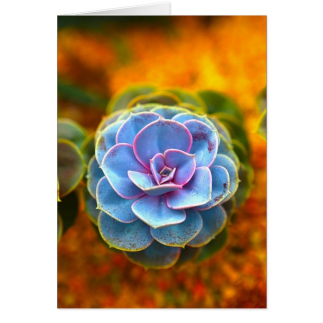 Echeveria de couleur bleue (Devant)